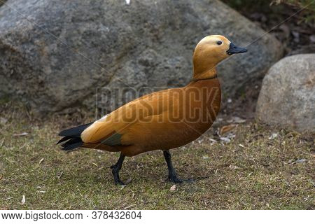 Ruddy Shelduck - Tadorna Ferruginea In Spring