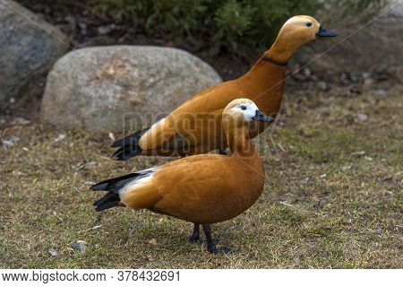 Ruddy Shelduck - Tadorna Ferruginea In Spring