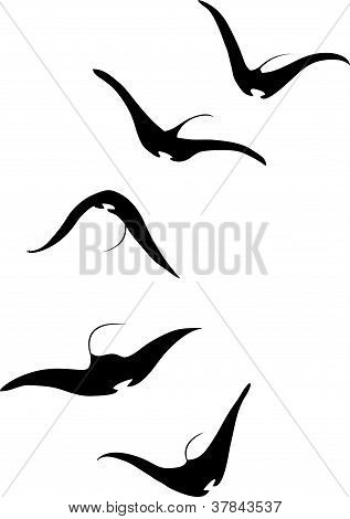 Kayma Manta Ray Set