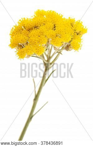 Helichrysum Flowers Isolated On A White Background