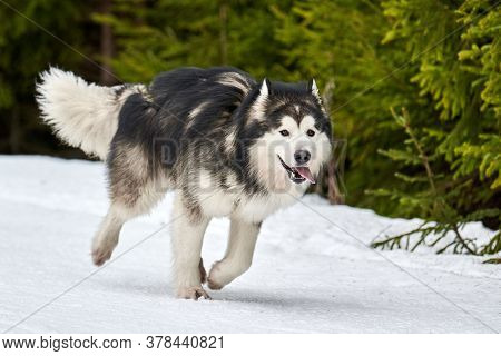 Running Malamute Dog On Sled Dog Racing. Winter Dog Sport Sled Team Competition. Alaskan Malamute Do