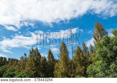 Many Trees In The Clear Sky During The Day Time. Soi Dao Wildlife Sanctuary, Soi Dao District Of Cha
