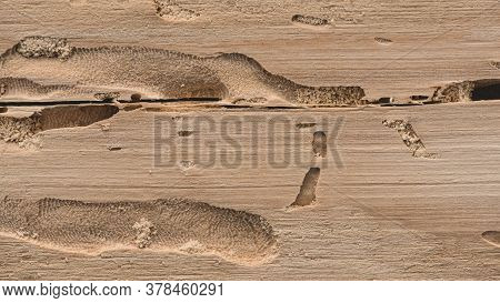 Scolytus Bark Beetle Traces Inside Wood, Angle View. Longitudinal Section Of Coniferous Wood With Tr