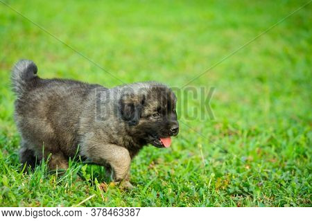 Portrait Of Young Illyrian Shepherd Dog Puppy (sarplaninac, Yugoslavian Shepherd, Shepherd From The