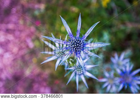Pretty Blue Purple Wild Flower, Eryngium Bourgatii, Flowering In Summer In Palencia, Spain.