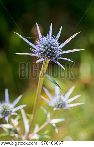 pretty blue purple wild flower, eryngium bourgatii, flowering in summer in Palencia, Spain. Macro photography.