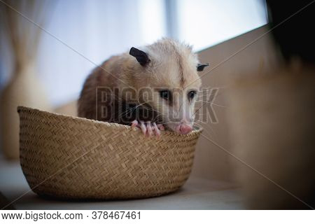 The Virginia Opossum, Didelphis Virginiana, In A Basket