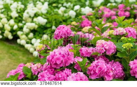 Flowers Blossom On Sunny Day. Flowering Hortensia Plant. Pink And White Hydrangea Macrophylla Bloomi