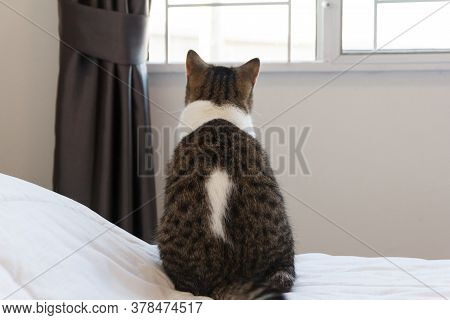 Brown Striped Scottish Fold Kitten, The Cute Cat Sleeps, Scottish Fold
