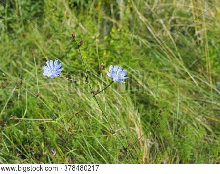 Flower Of Chicory In The Meadow Waving By The Wind. Sunny Day