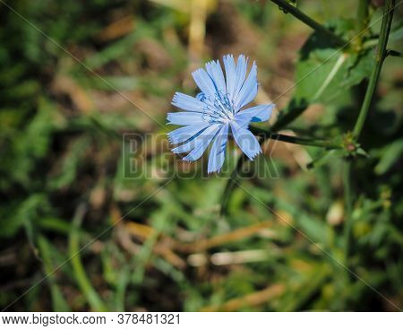 Flower Of Chicory In The Meadow Waving By The Wind. Sunny Day