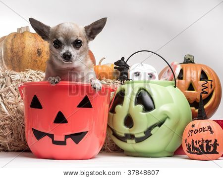 Nuttet Chihuahua med Halloween græskar og slik