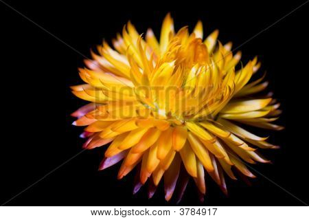 Paglia fiori