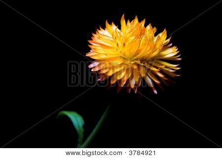 Fiore di paglia