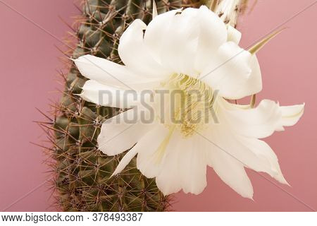 Cactus Plant With White Blooming Flower. Trendy Coral Background With Blooming Cactus Plant