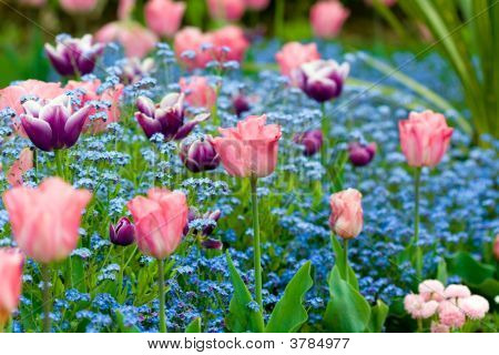 Tulipani