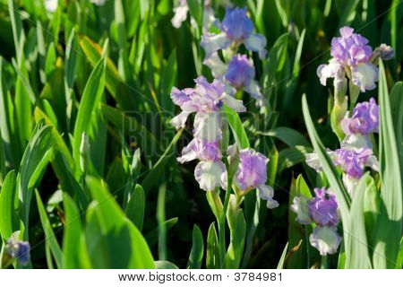 Iris