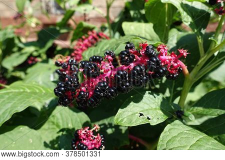 Close View Of Raceme Of Black Berries Of Phytolacca Acinosa In August