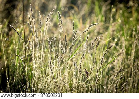 anstract grass on meadow in morning dew