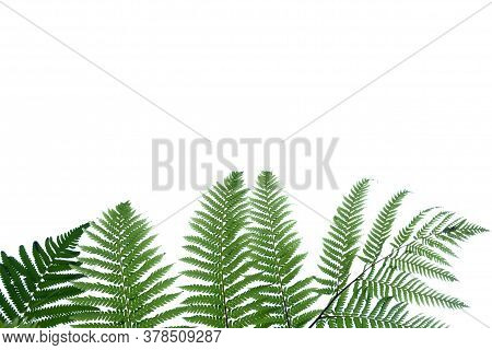 Rainforest Fern With Leaves On White Isolated Background For Green Foliage Backdrop