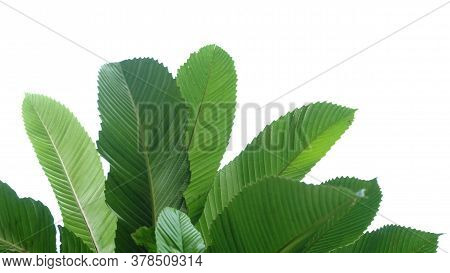 Tropical Elephant Apple Tree With Leaves On White Isolated Background For Green Foliage Backdrop