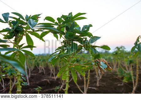 Cassava Tree Growth In Planting Farm, Manioc Or Tapioca Planting Field, Plot Soil For Cassava Planta