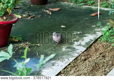 Closeup Long-tailed White Spotted Dove (spilopelia Chinensis) In The Garden.