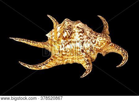 Sea Shell Isolated On A Black Background. Lambis Is A Genus Of Large Sea Snails Sometimes Known As S