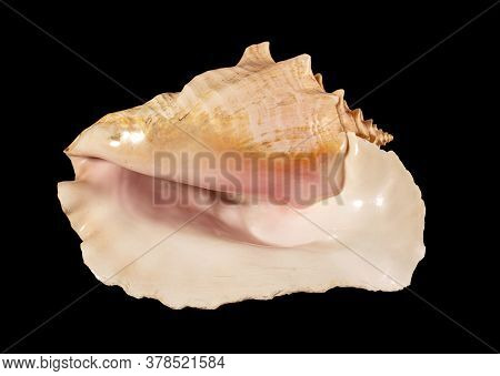 Sea Shell Isolated. Cassis Cornuta, Common Name The Horned Helmet, Is A Species Of Extremely Large S