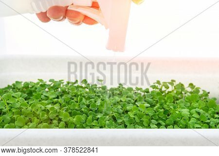 Watering With Water, Plant Care Micro Greens. Healthy Lifestyle, Stay Young Restaurant Cuisine Conce