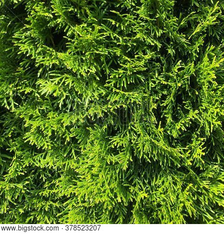 Cool Green Thuja Occidentalis Columna Texture Macro