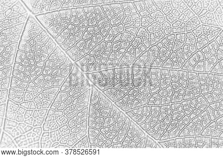 Bleached Floral Background. Mosaic Pattern From A Network Of Veins. The Structure Of A Tree Leaf Clo