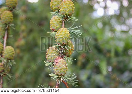Young Cones On The Branches Of The Pond Pine (also Known As Pinus Serotina Or Marsh Pine Or Pocosin 