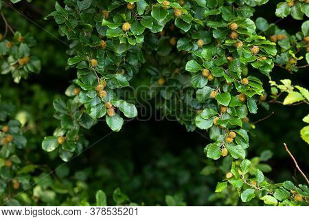Young Beechnuts On A Beech Branch. Forest Background