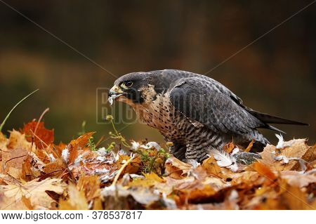 Bird Of Prey Peregrine Falcon, Falco Peregrinus, With Prey On The Groung. Orange Autumn Forest And L