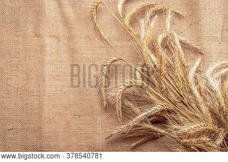Grain Wheat. Whole, Barley, Harvest Wheat Sprouts. Wheat Grain Ear Or Rye Spike Plant On Linen Textu