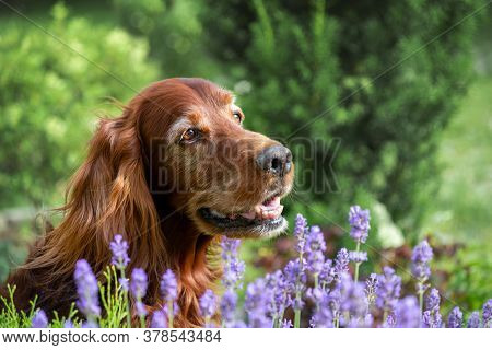Portrait Of An Elderly Irish Setter Against A Background Of Lavender