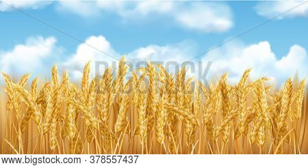 3d Realistic Vector Gold Wheat Field And Blue Sky With Clowds