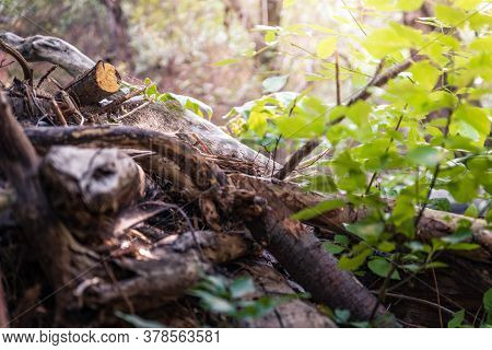 A Warm Summer Evening Softly Lights The Forest Undergrowth Of Fallen Trees And Plants