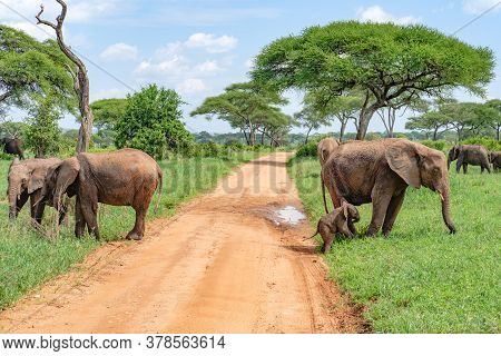 Elephant Family On The Road In Tarangire National Park, Tanzania