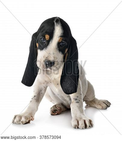 Puppy Bernese Schweizer Laufhund In Front Of White Background