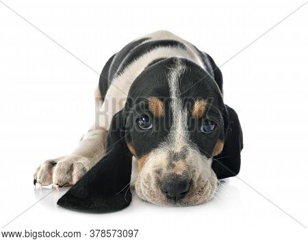 Puppy Bernese Schweizer Laufhund In Front Of White Background