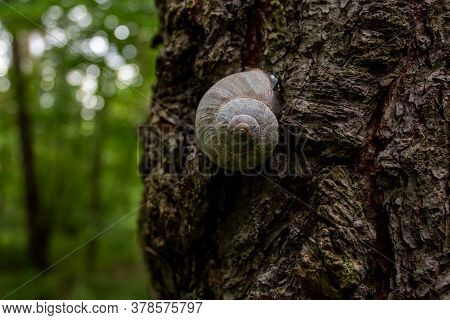 A Large Snail Creeps Along A Tree Trunk In A Green Forest. Snail On A Green Natural Background. The 