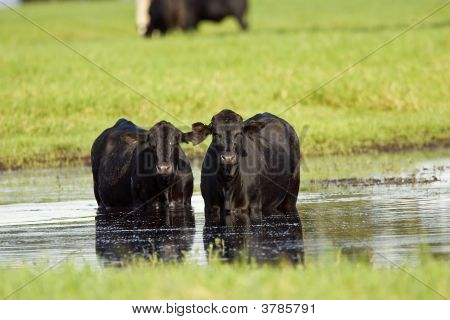 Black Angus mucche In un laghetto