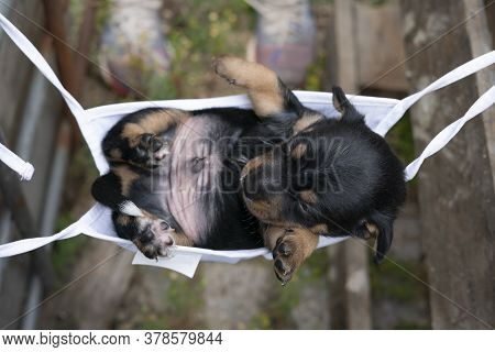 Jack Russell Terrier Puppy Lies In A Mask. To Rest On His Back