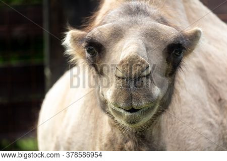 Portrait Of Wild Bactarian Camel From Front, Camelus Ferus