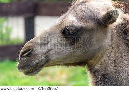 Portrait Of Wild Bactarian Camel From Side, Camelus Ferus