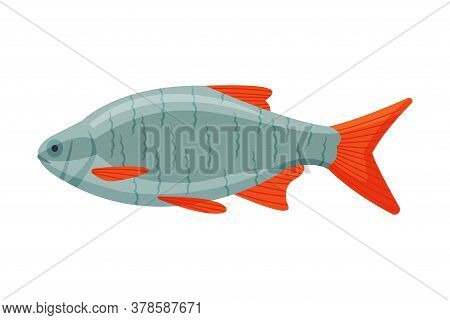 Roachfish Freshwater Fish, Fresh Aquatic Fish Species Cartoon Vector Illustration