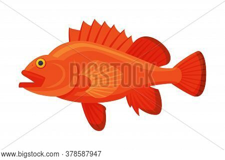Sea Perch Fish, Fresh Aquatic Sea Fish Species Cartoon Vector Illustration
