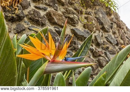 Close Up Picture Of An Bird Of Paradise Blossom At Daytime